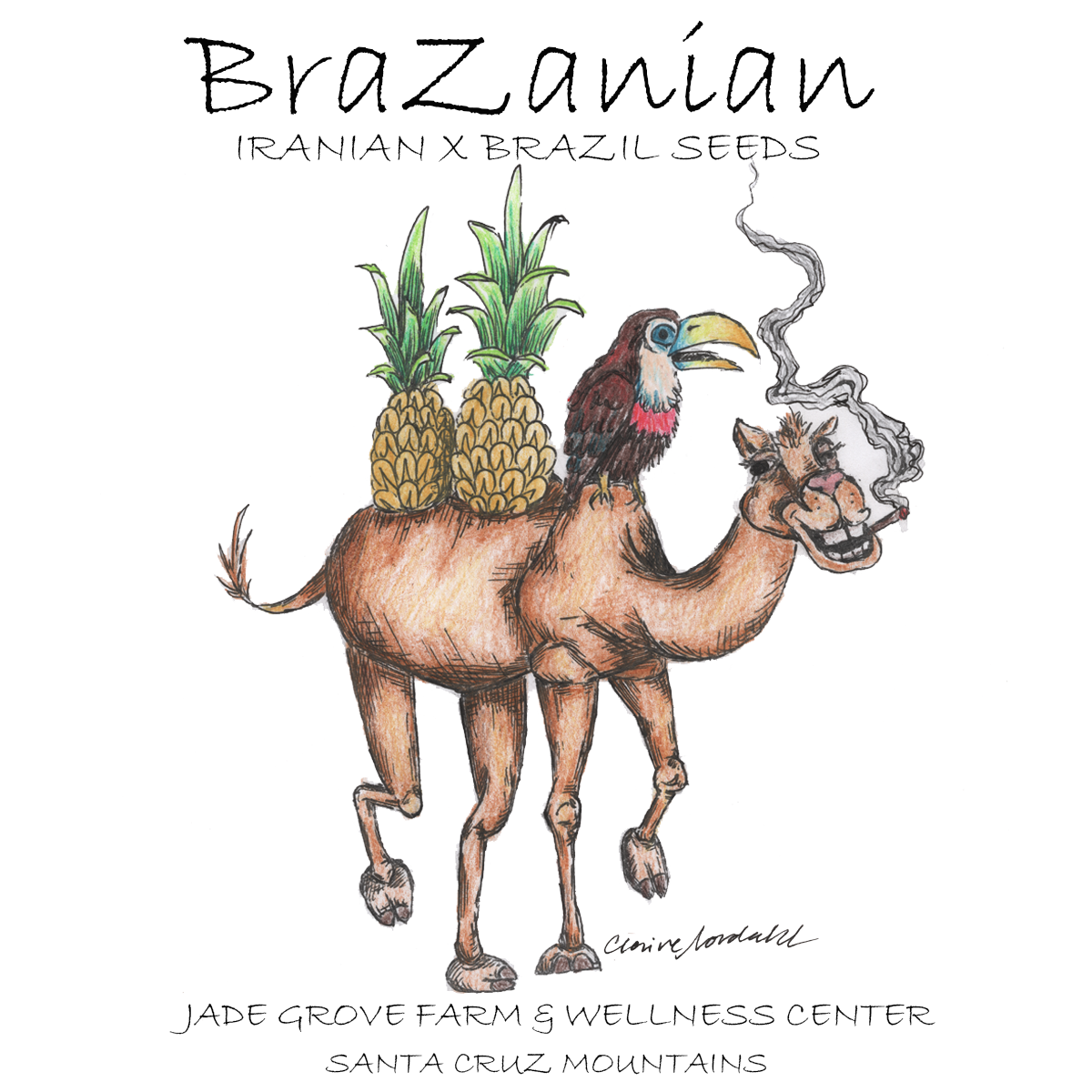 STICKER - BRAZANIAN