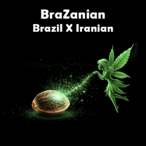 BraZanian - Brazil x Iranian