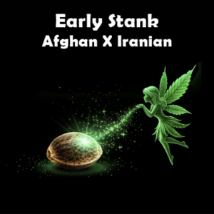 Afghan x Iranian - Early Stank
